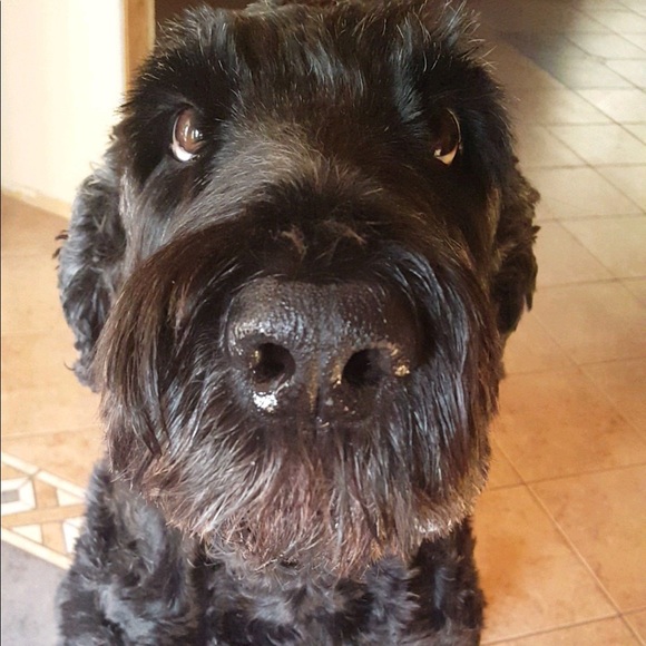 Meet your Posher, Lorelei - Picture 1 of 1